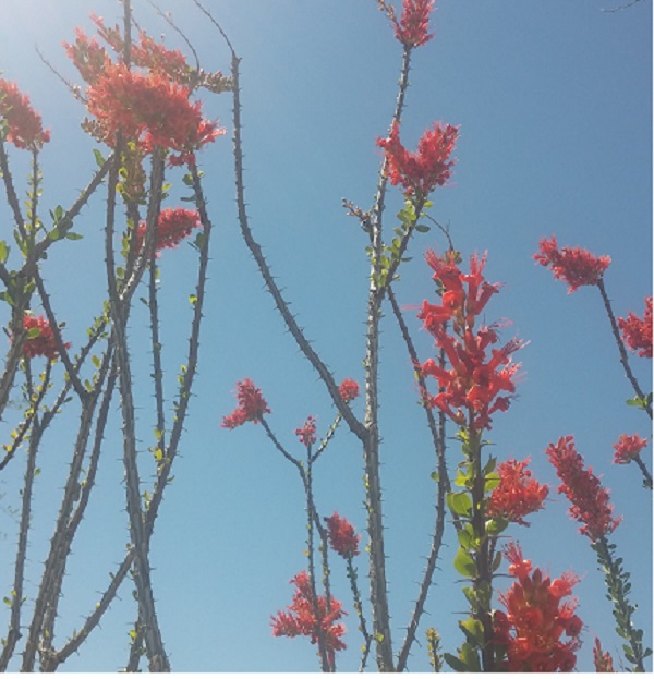 ocotillo blooming against the sky