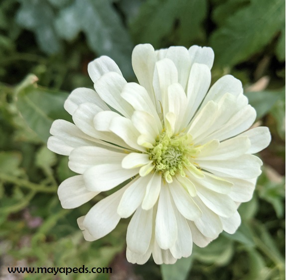 white zinnia against green background